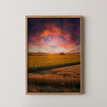Sunflower Fields, Kansas